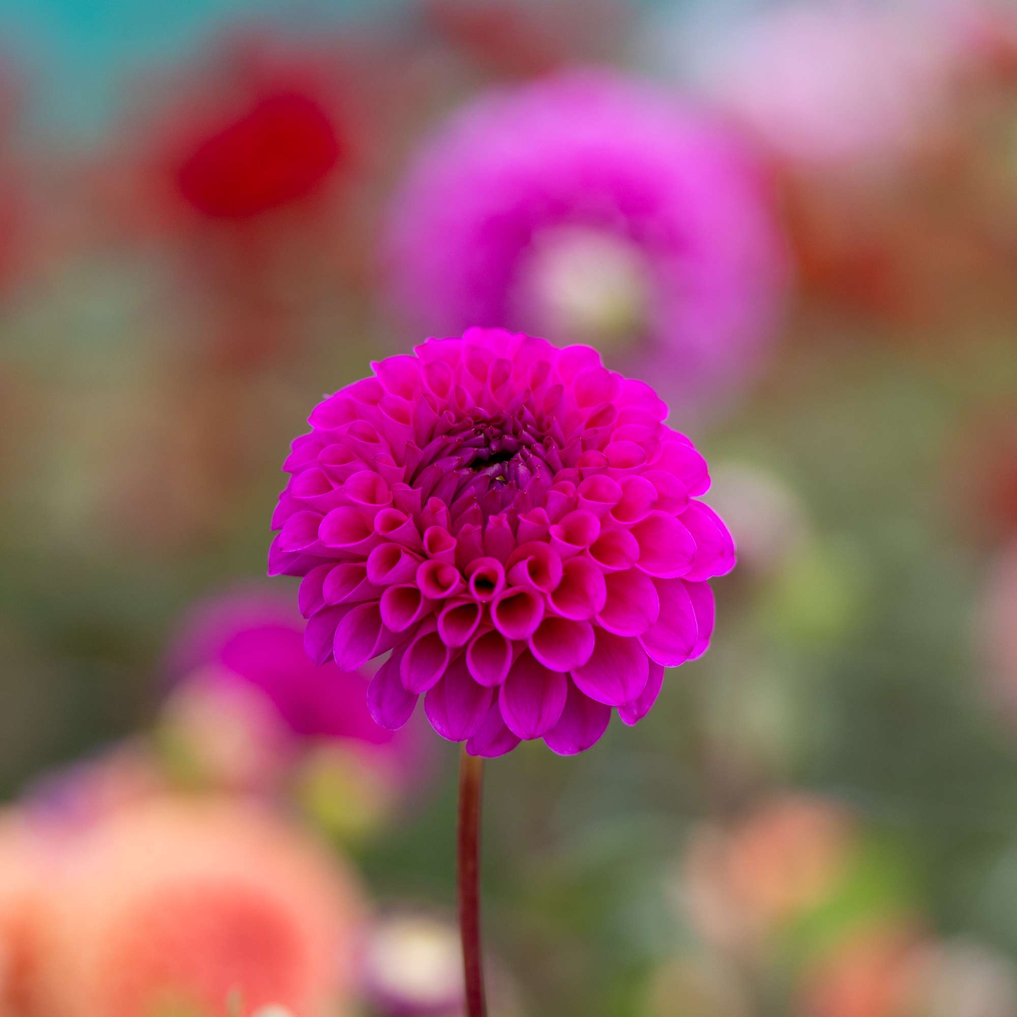 Dahlia 'Cryfield Harmony'